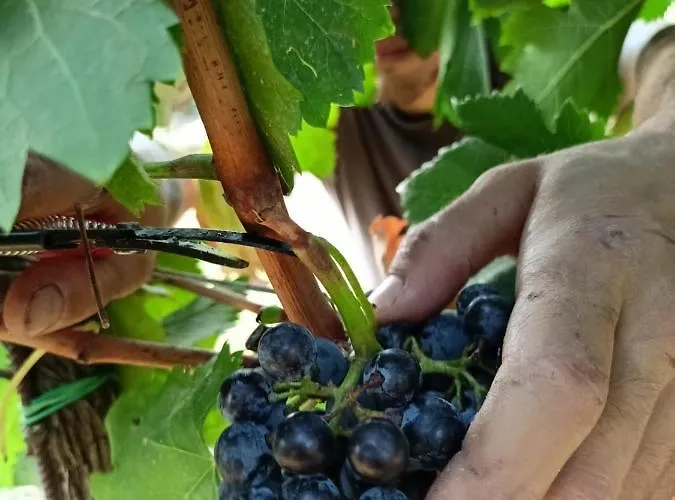 Agriturismo Colle Vento Lantgård *
