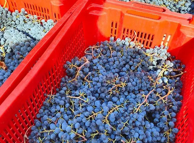 Agriturismo Colle Vento Lantgård Suvereto